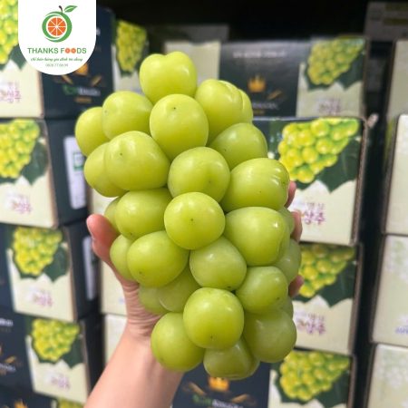 Nho Mẫu Đơn (Nho Sữa) Hàn Quốc 7 Nho mẫu đơn hàn quốc