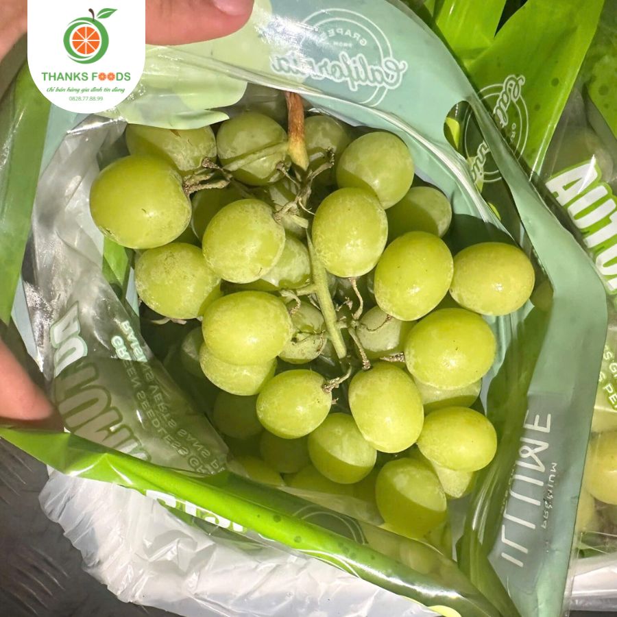 Nho xanh Autum ILUME Mỹ 1 Nho xanh Autum ILUME Mỹ