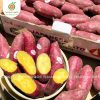 Khoai Lang Viền Tím XD Farm
