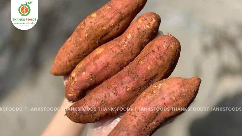 Khoai Mật TaNung Size Vip 1 11 Khoai mật Tà Nung HV Farm chất lượng