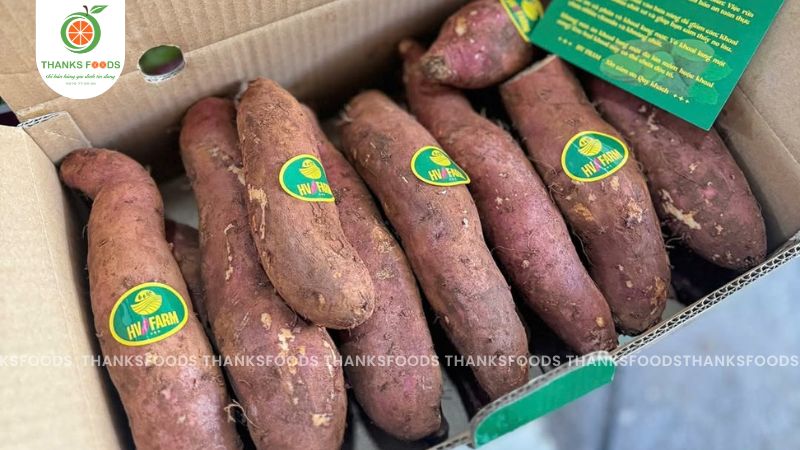 Khoai Mật TaNung Size Vip 1 13 Khoai mật Tà Nung HV Farm - Thanks Foods