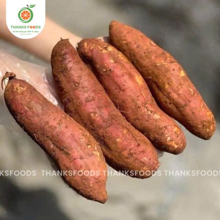 Khoai Mật TaNung Size Vip 1 7 khoai mat ta nung hv farm hinh anh dai dien 2