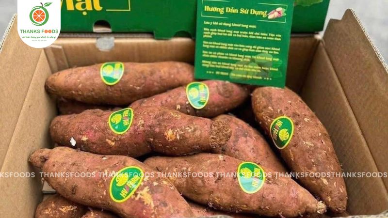 Khoai Mật TaNung Size Vip 1 10 Khoai lang mật Tà Nung HV Farm