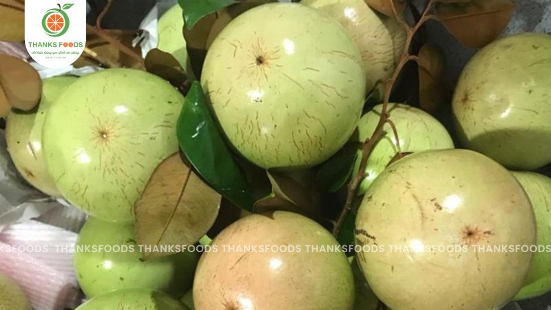 Vú sữa Lò Rèn 13 Vú sữa Lò Rèn - Thanks Foods