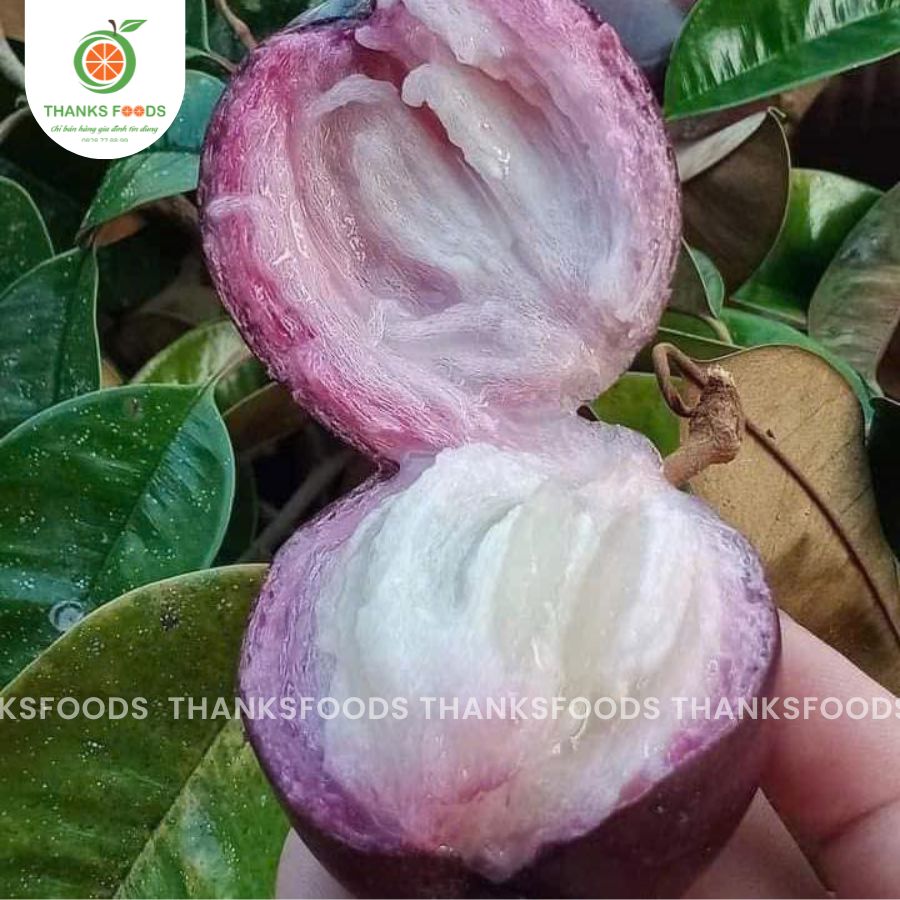 Vú Sữa Tím Xưa Hữu Cơ 4 Vú Sữa Tím Xưa Hữu Cơ - Ảnh 4