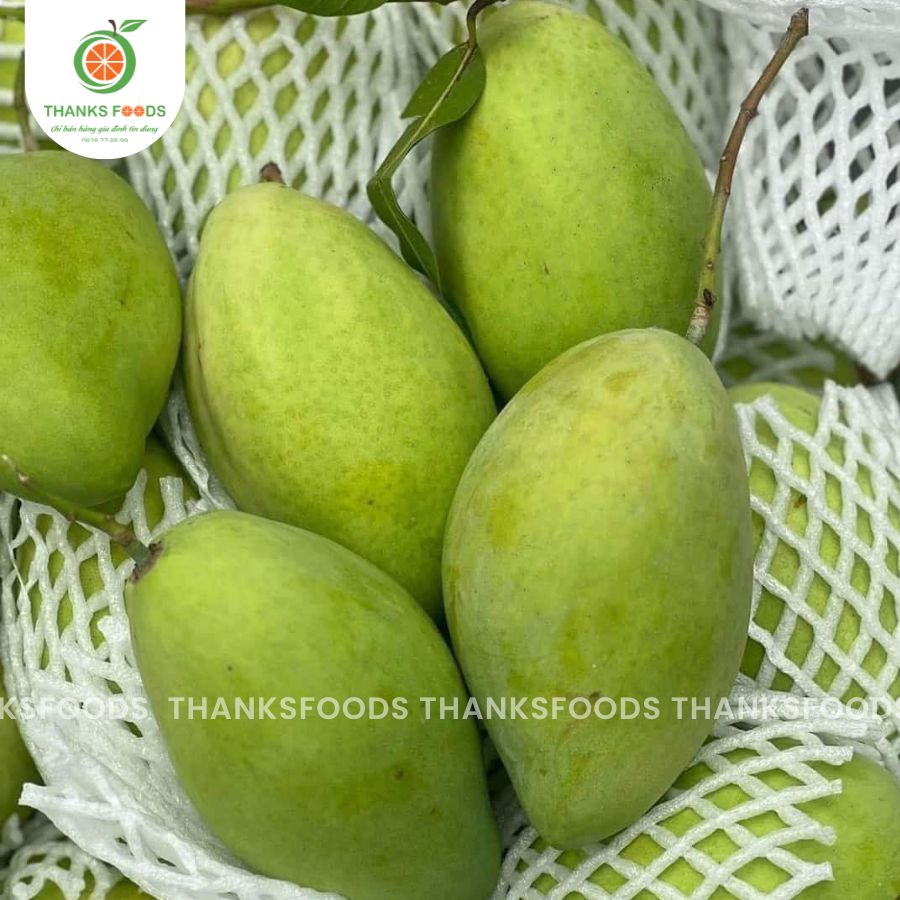 Xoài Cát Hòa Lộc 3 Xoài Cát Hòa Lộc - Ảnh 3