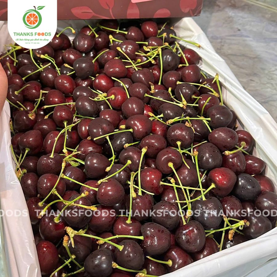 Cherry Kordia Úc 3 Cherry Kordia Úc - Ảnh 3