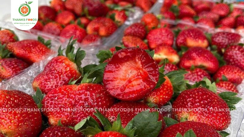 Dâu Tây Mộc Châu chất lượng