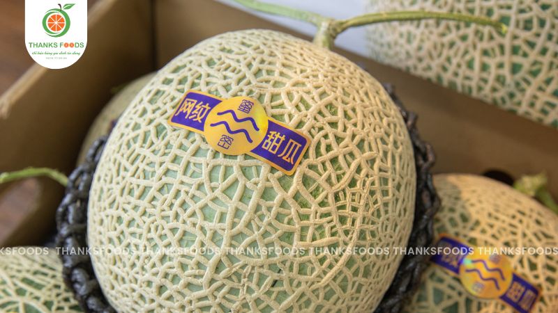 Dưa lưới Nhật Bản 11 Dưa lưới giống Nhật được trồng ở Trung Quốc