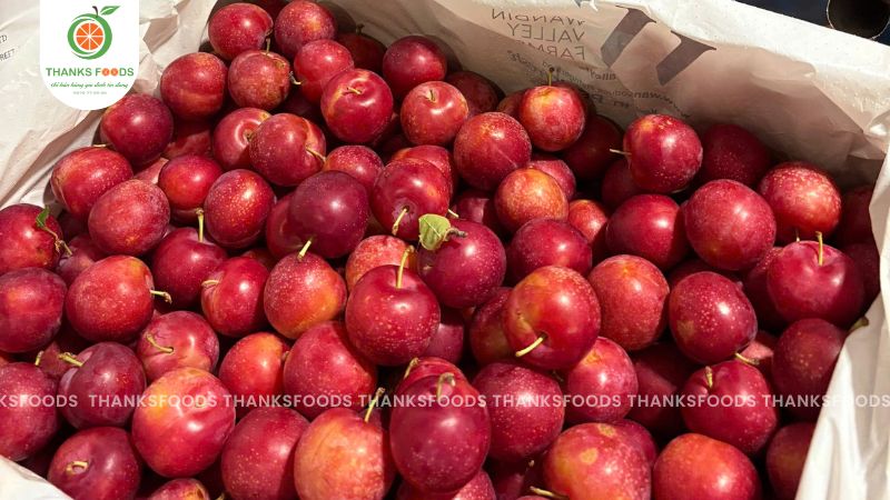 Mận Cherry Sweet Pixie Úc ngọt