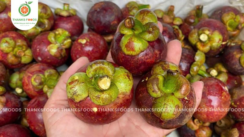 Măng Cụt Thái 11 Măng Cụt Thái giá tốt - Thanks Foods