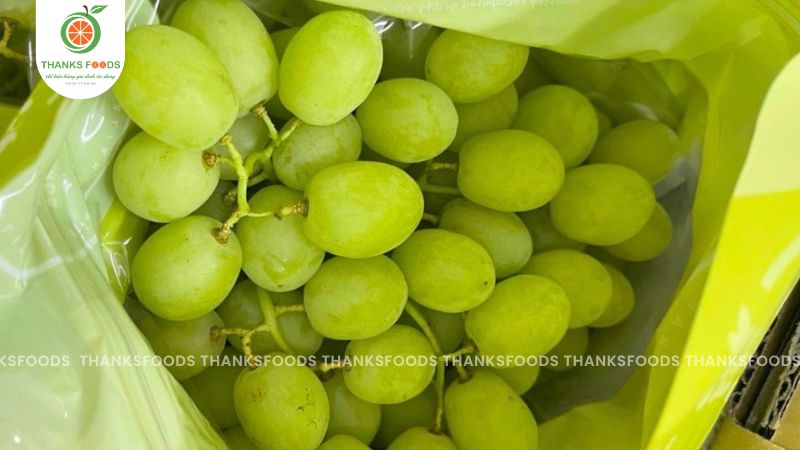 Nho Xanh Úc RJN 10 Nho Xanh Úc RJN không hạt
