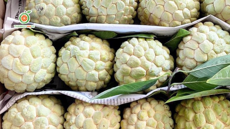 Các giống mãng cầu ở Việt Nam và hướng dẫn cách chọn mãng cầu ngon 6 Na bở Đông Triều: Mắt to, bở tơi mềm mịn
