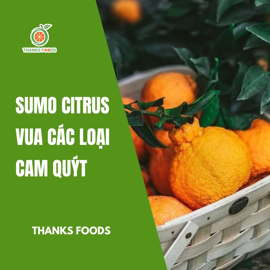 Quýt Sumo - Loại quả khó trồng nhất thế giới